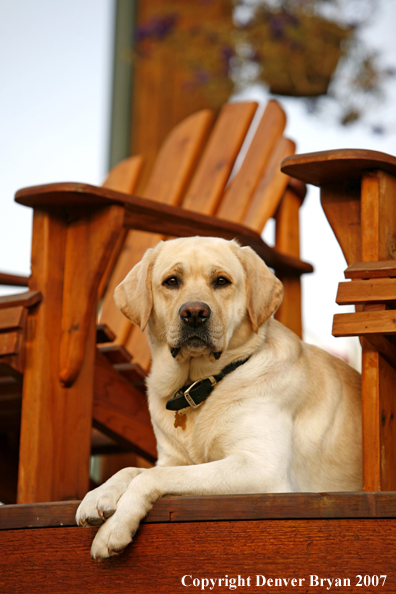 Yellow Labrador Retriever