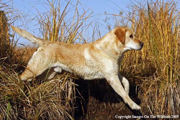 Yellow Labrador Retriever