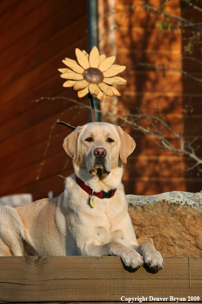 Yellow Labrador Retriever in yard