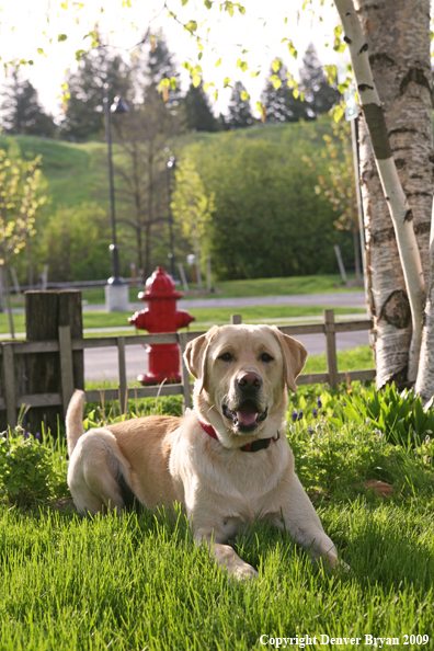 Yellow Labrador Retriever by flowers
