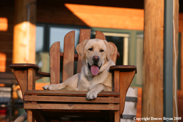 Yellow Labrador Retriever in chair