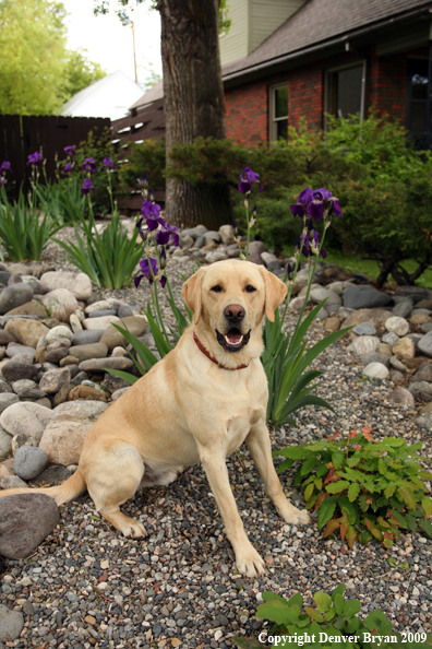 Yellow Labrador Retriever by flowers