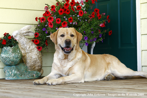 Yellow Labrador Retriever on deck