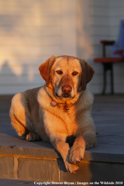 Yellow Labrador Retriever