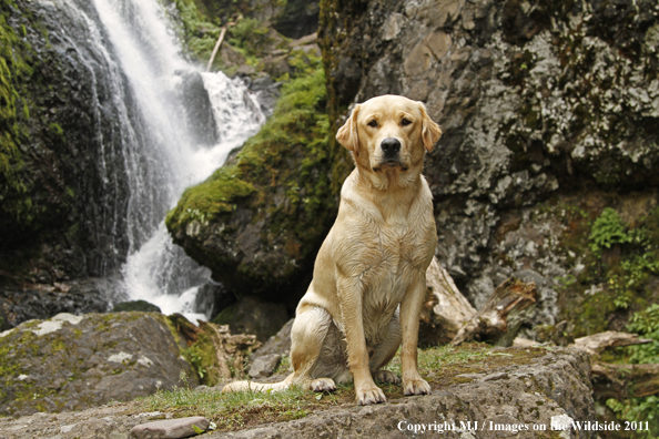 Yellow Labrador Retriever.