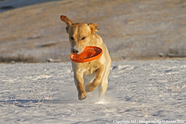 Yellow Labrador Retriever playing with frisbee.