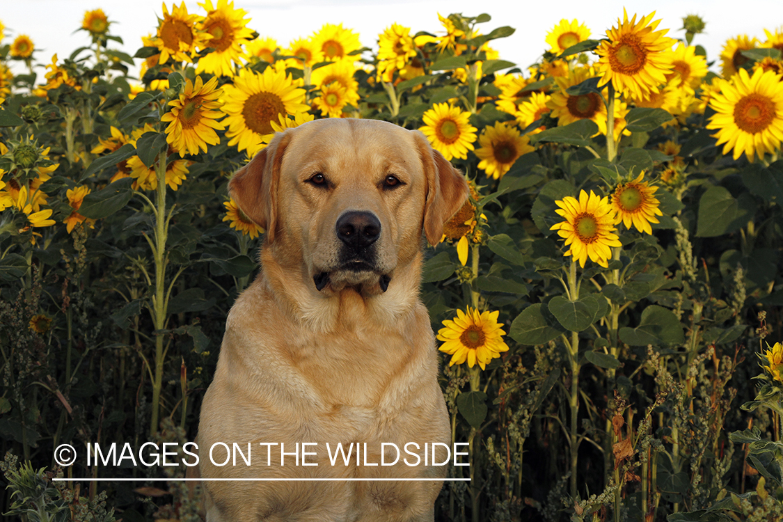 Yellow Labrador Retriever in sunflower field.