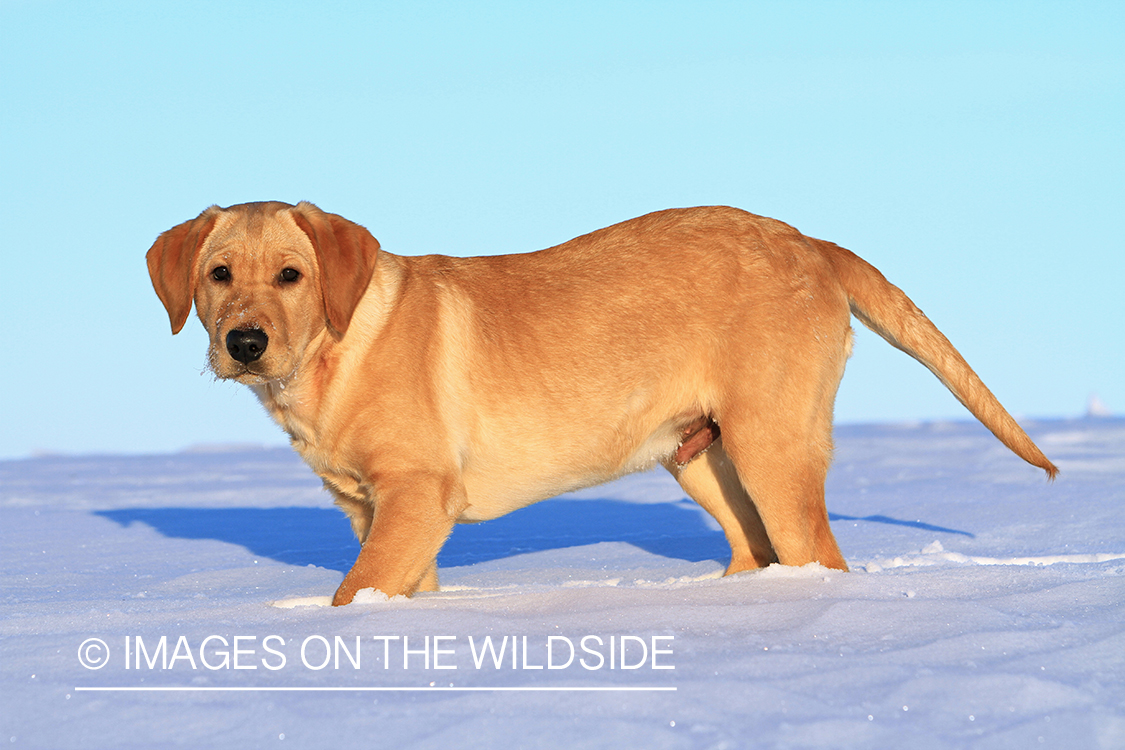 Yellow Labrador Retriever Puppy