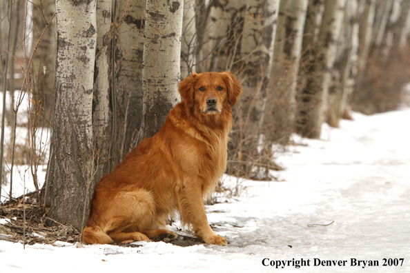 Golden Retriever in the snow.