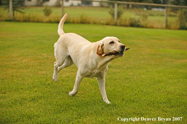 Yellow Labrador Retriever