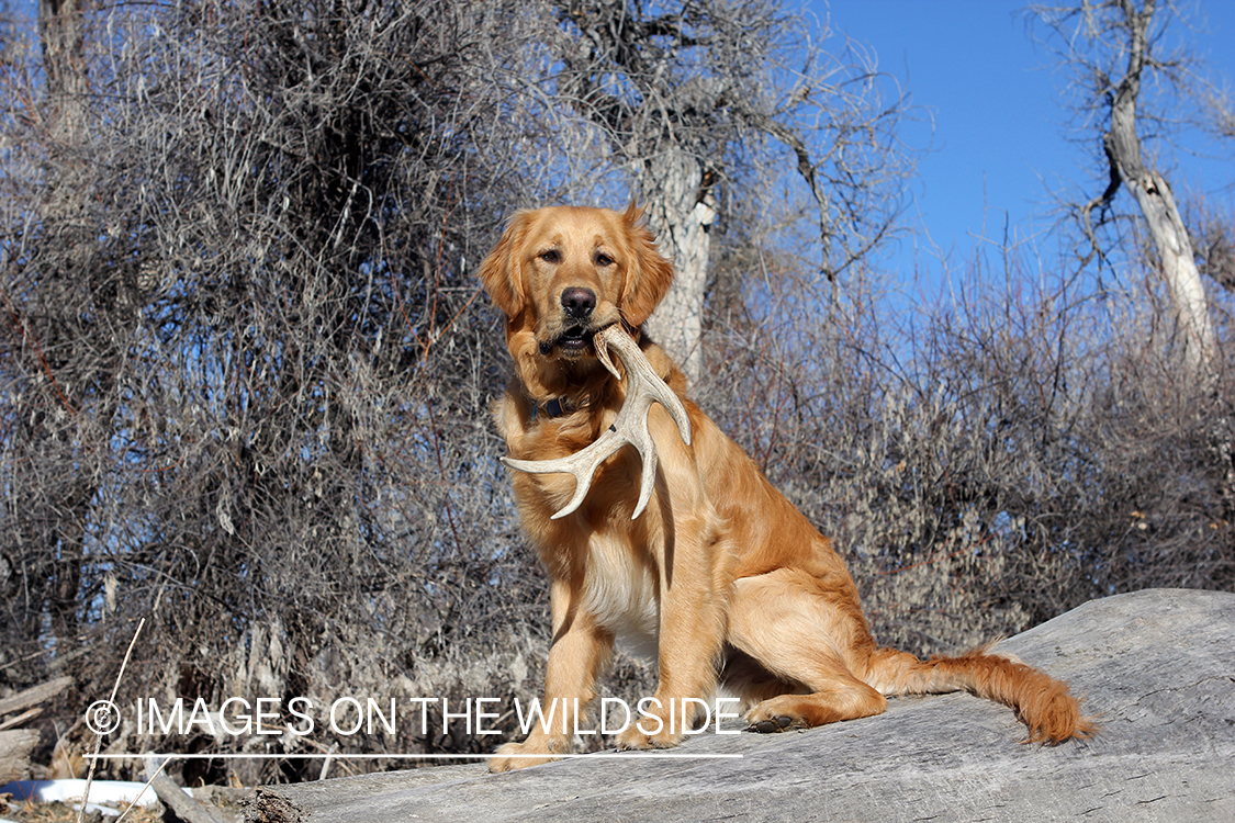 Golden Retriever with white-tailed deer shed.