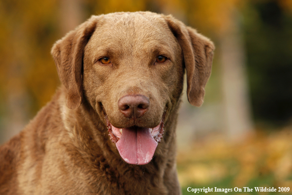 Chesapeake Bay Retriever