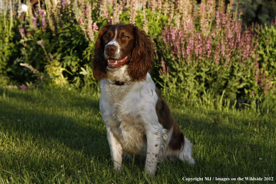 Springer Spaniel in yard.