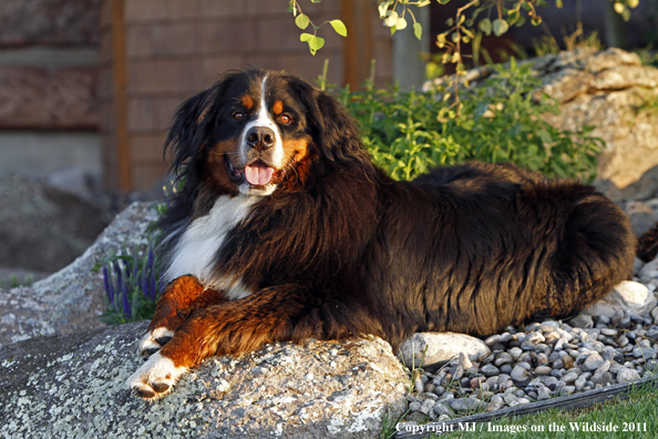 Bernese Mountain Dog. 