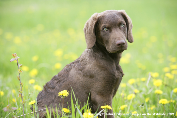 Chesapeake Bay Retriever puppy in field. 