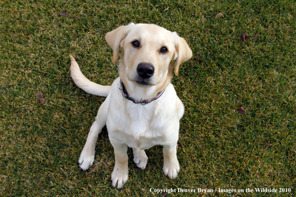 Yellow Labrador Retriever Puppy