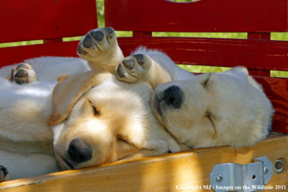 Labrador Retriever Puppies. 