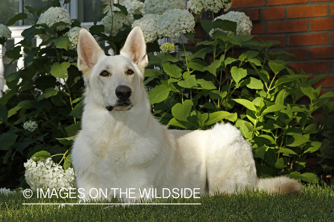 White German Shepherd