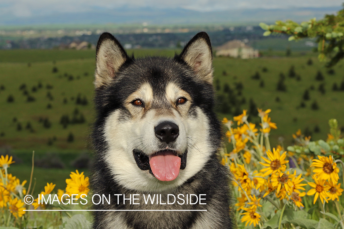 Alaskan Malamute by flowers.