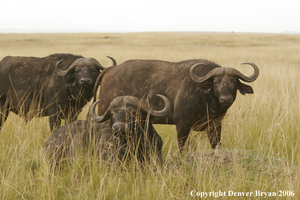 African Cape Buffalo