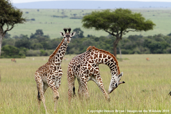 Masai Giraffe (young/babies)