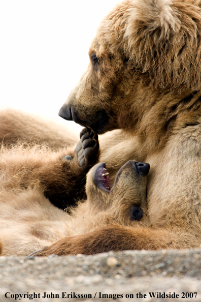 Brown Bear sow with cub