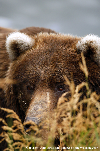 Brown/Grizzly Bear in habitat