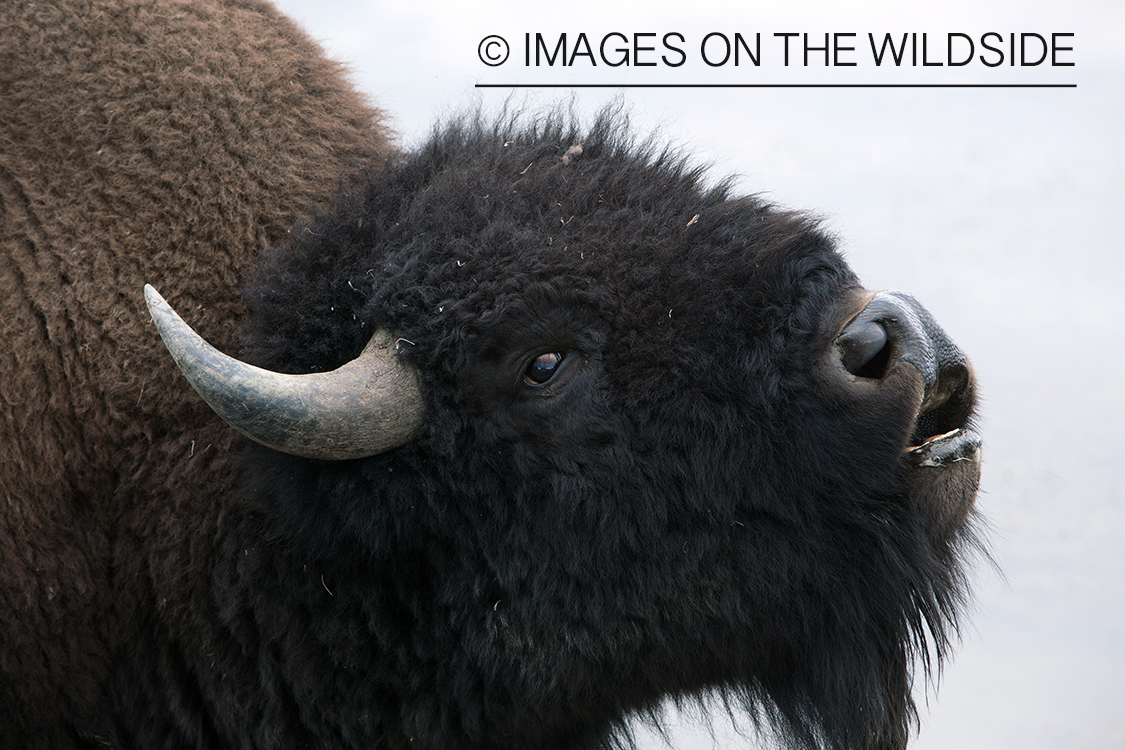 American Bison in habitat.