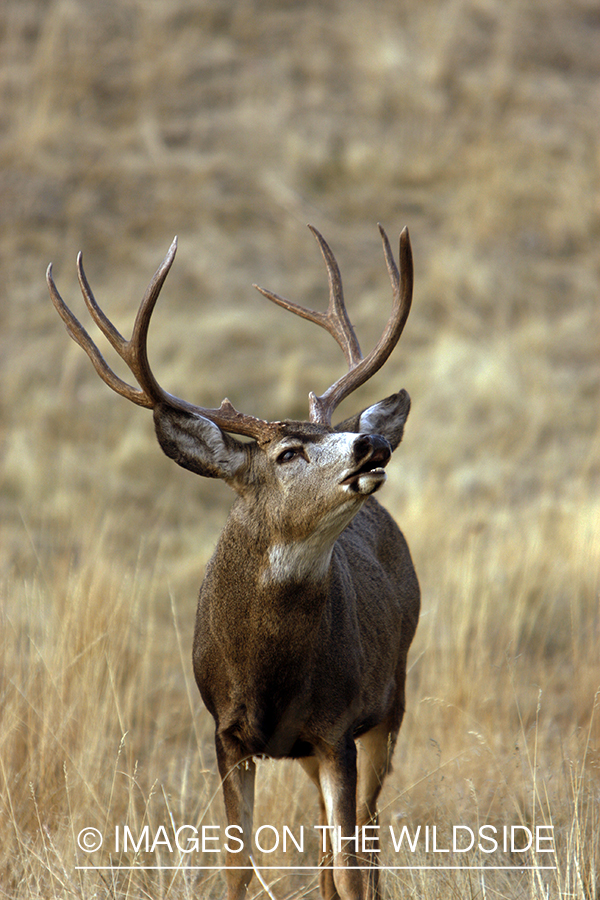 Mule deer 