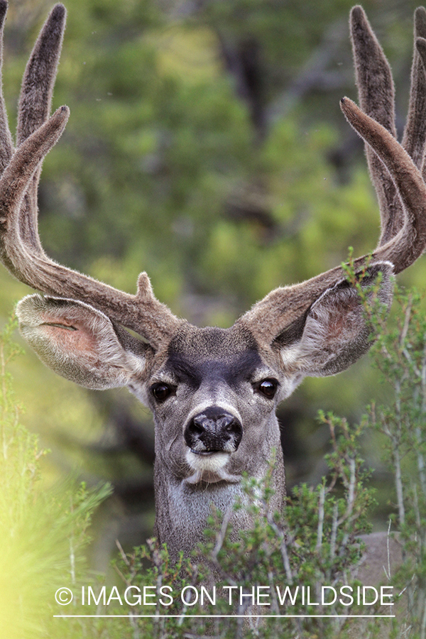 Mule deer buck in habitat.