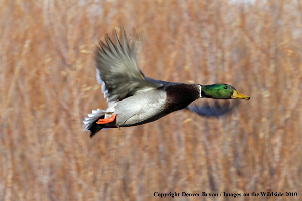 Mallard drake in flight