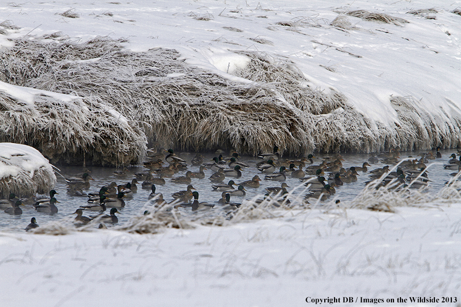 Mallards taking flight.