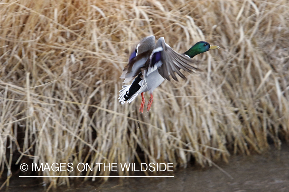Mallard drake in flight.