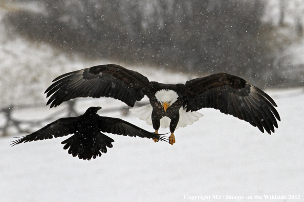 Bald eagle and raven.  