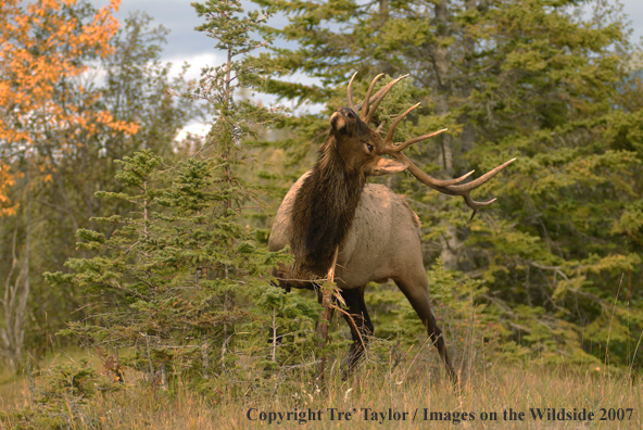 Rocky Mountain Elk rubbing