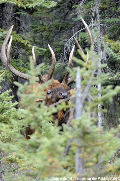 Rocky Mountain Bull Elk