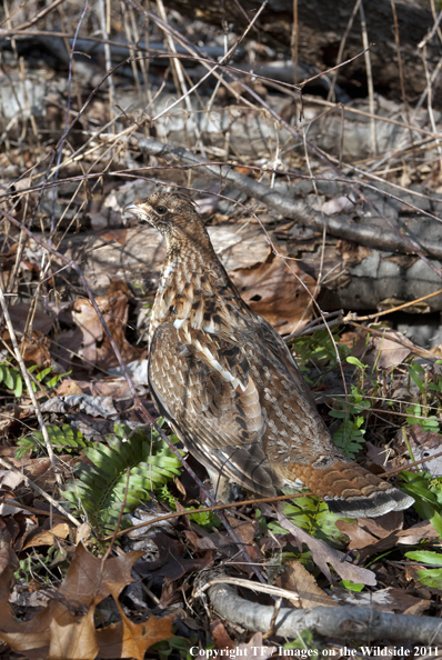 Ruffed Grouse in habitat. 
