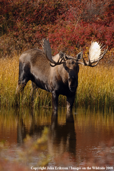 Alaskan Moose in Habitat