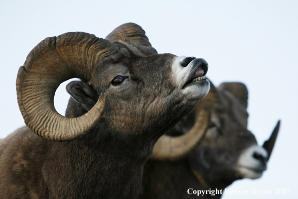 Rocky Mountain Bighorn Sheep