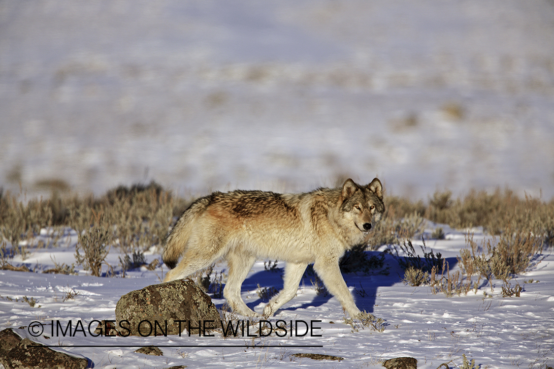 Wild free-ranging gray wolf in Yellowstone National Park.