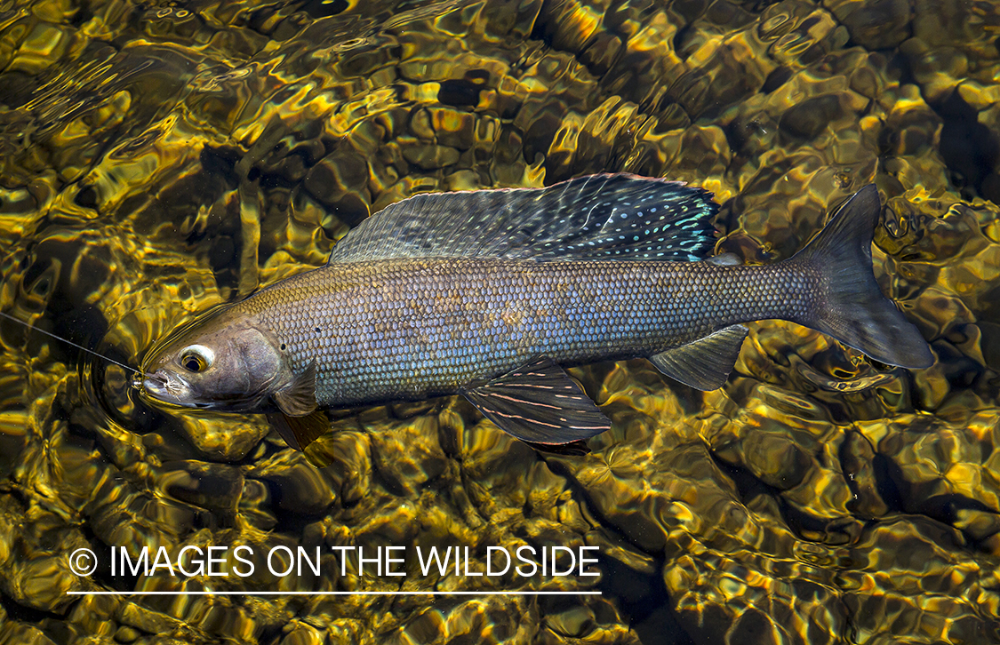 Arctic Grayling