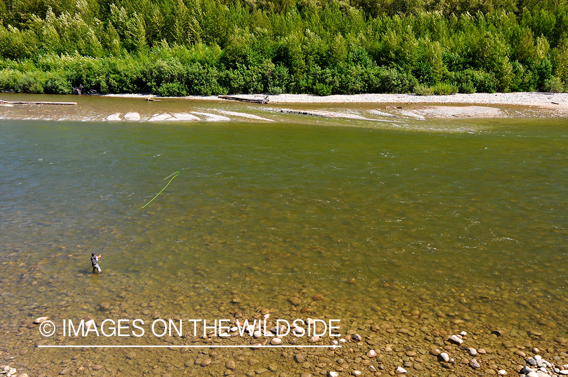 Steelhead flyfisherman casting on river in Canada. 