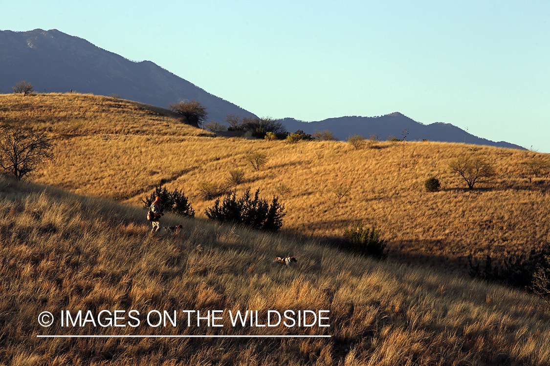 Mearns quail hunting with Brittany Spaniels.