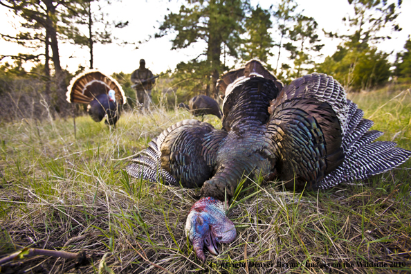 Hunter with bagged (Merriam's) turkey - decoy in bakcground