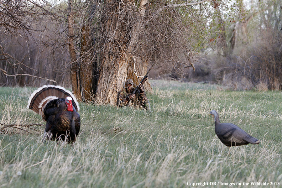 Turkey hunter shooting at gobbler with hen decoy.
