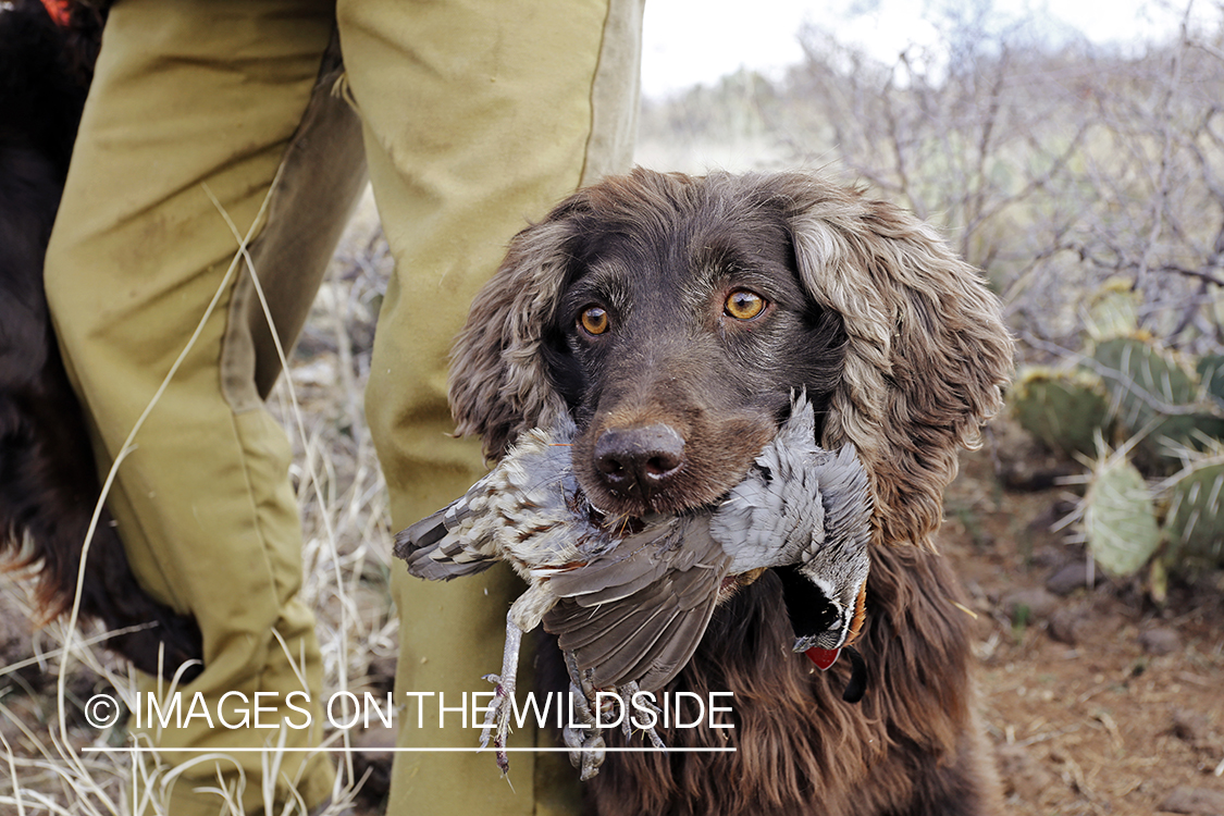 Boykin Spaniel with bagged Gambel's Quail. 