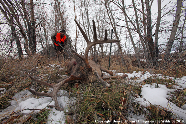 Hunter approaching downed buck. 