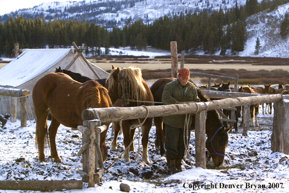 Elk hunter getting horse ready to ride out