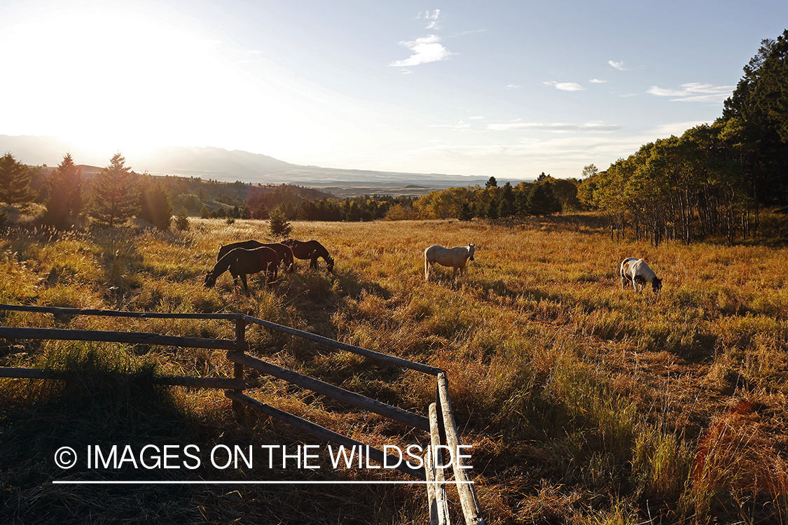 Trail horses at elk hunting campsite.