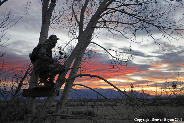Bowhunter sitting in tree stand.